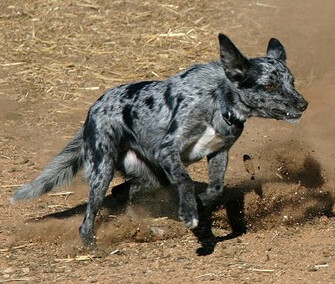 dog
